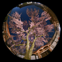 ★美品★SIGMA シグマ 8mm F4 D EX DG FISHEYE ニコン ☆美品☆SIGMA シグマ 8mm F4 D EX DG FISHEYE ニコン - メルカリ