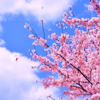 弥生の空、風が強くても・・・