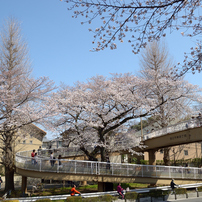 桜・国立#1