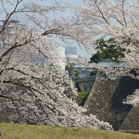 桜・皇居#6