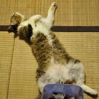 寅吉の変な癖
