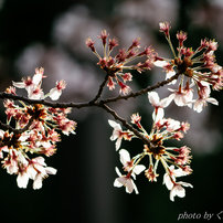 三日見ぬまの桜かな