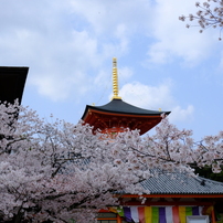 中山寺の桜１