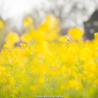 NIKON(ニコン)のレンズ Ai Nikkor 135mm F2.8S で撮影した写真(画像
