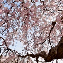 桜　part１