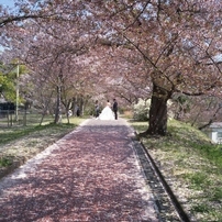 RICOH(リコー)のフィルムカメラリコー オートハーフ ゾーンフォーカス