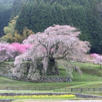 朝桜