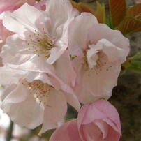 横輪桜