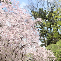 桜2018その2