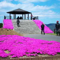 ライダーも芝桜がお好き