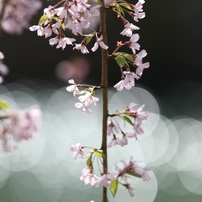 枝垂れ桜と玉ボケ