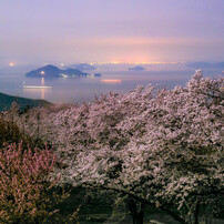 桜の華の命は短くて