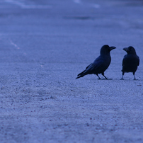 カラスのためのフォーカス