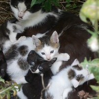 PANASONIC(パナソニック)のデジタルカメラLUMIX DMC-LX1 で撮影した