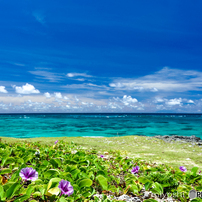 Sea side morning glory. 来間島のムスヌン浜にて