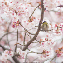 NIKON(ニコン)のレンズ Ai Nikkor 135mm F2.8S で撮影した写真(画像