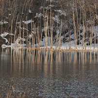 早春の水没林