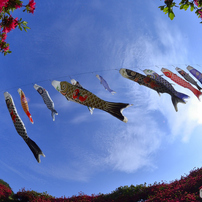 SAMYANG(サムヤン)のレンズ 8mm F3.5 UMC FISH-EYE CS II [ニコン用