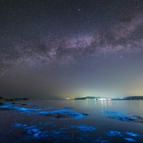 夜光虫の光り輝く夜に