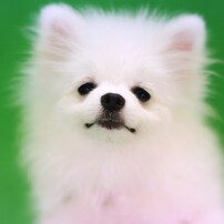 ポメラニアンの写真 画像 写真集 写真共有サイト Photohito