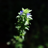 OTHERS(その他)のレンズ LAOWA 15mm F4 Wide Angle Macro with Shift [キヤノン用]  で撮影した写真(画像)一覧- 写真共有サイト:PHOTOHITO