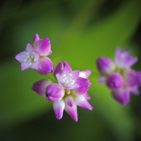 PINK BOMB
