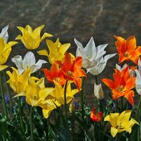 KYOCERA(京セラ)のレンズ Carl Zeiss Apo Makro Planar T* 120mm F4 で