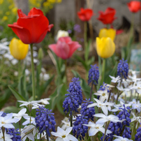 近所の春の花