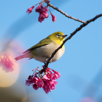 「春の輝き」