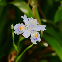 Flowers part3