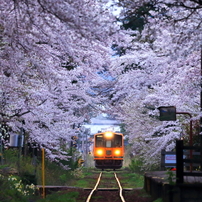 幻想風景 -桜トンネル-