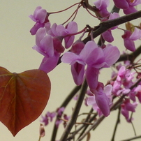 花　植物　４