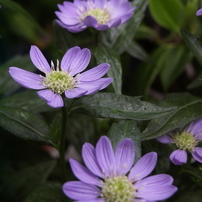 DiMAGE S304 その１
