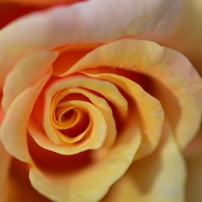 薔薇 part2