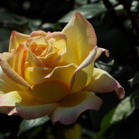 智光山公園・薔薇10