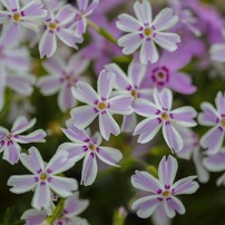 芝桜