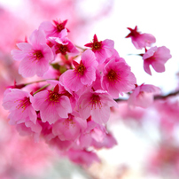 河津桜