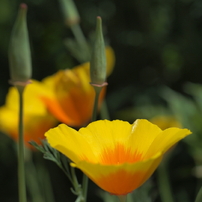 MC PENTACON auto 50mmF1.8 その３