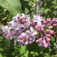 2018 北海道 春の花