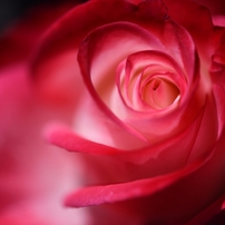 薔薇の写真 画像 写真集 写真共有サイト Photohito