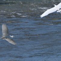 チュウサギの舞い　１　DSC_2853