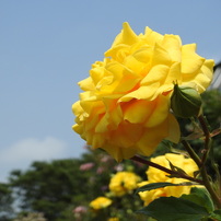 薔薇-1