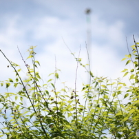 足助散策・初夏