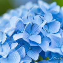 万葉にも歌われる花