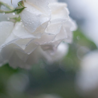 雨の薔薇園