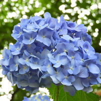 紫陽花6