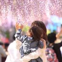 藤のお花だよ