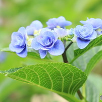 夏の花の写真 画像 写真集 写真共有サイト Photohito