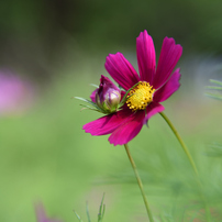 NIKON(ニコン)のレンズ AF-S DX Zoom-Nikkor 12-24mm f/4G IF-ED で