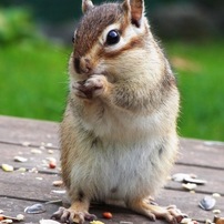 シマリス